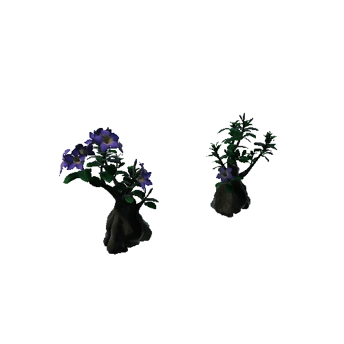 Flower Adenium5